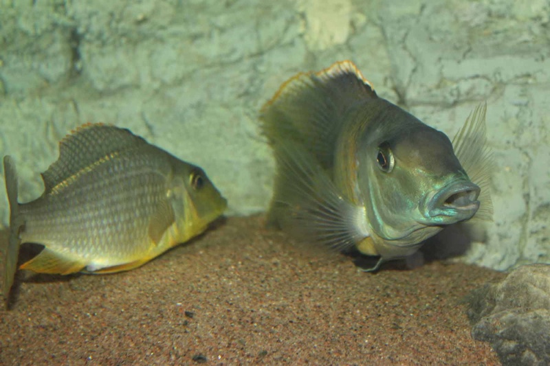 Taeniolethrinops furcicauda 'Malopa'